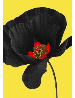 Prix Coquelicot Noir - La sélection 2021