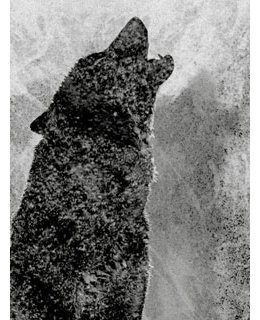 Stéphane Jolibert, prix 2017 du Goéland Masqué 