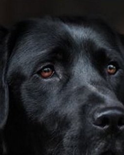 La sélection polar du prix breton Des Livres à l'Ouest.