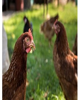 Tromper sa femme, c'est déjà pas top... Mais avec une poule...