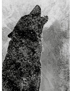 Stéphane Jolibert, prix 2017 du Goéland Masqué