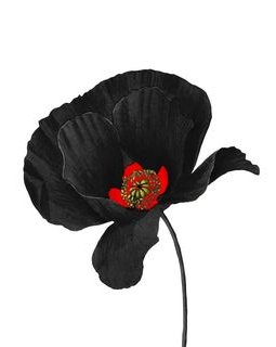 Prix du Coquelicot Noir - La sélection 2023