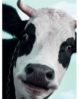 Insolite : Il broute de l'herbe, entièrement nu, en pleine ville.