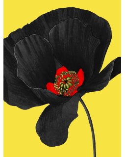 Prix Coquelicot Noir - La sélection 2021