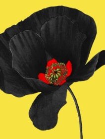 Le festival Le Coquelicot Noir annulé