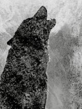 Stéphane Jolibert, prix 2017 du Goéland Masqué 