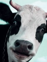 Insolite : Il broute de l'herbe, entièrement nu, en pleine ville.