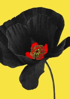 Le festival Le Coquelicot Noir annulé