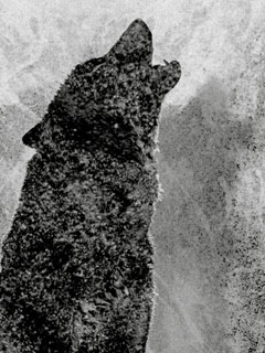 Stéphane Jolibert, prix 2017 du Goéland Masqué 