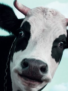 Insolite : Il broute de l'herbe, entièrement nu, en pleine ville. 